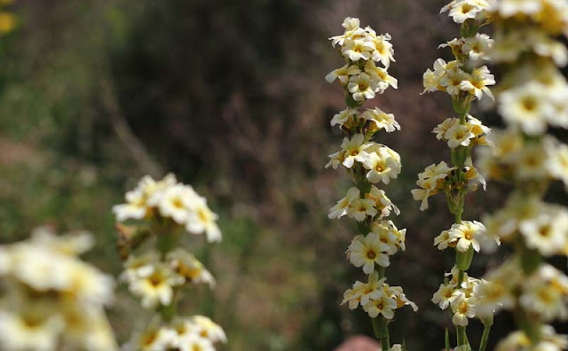 Sisyrinchium Striatum Flowers Pictures