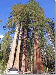 Sequoias in Grant Grove