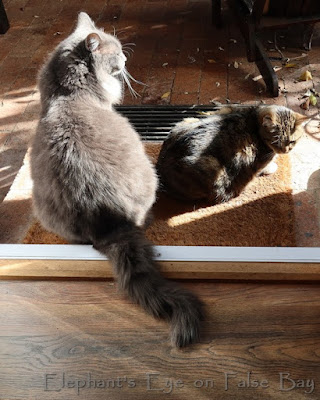 Cats catching winter sun