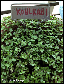 gardening microgreen garden plants kohlrabi