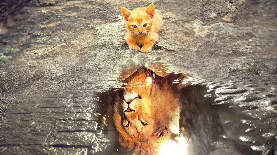 Рыжий котенок смотрит на свое отражение в луже и видит сильного льва. К малышу, чтобы выжить на улице, психологическая зрелость пришла не по возрасту рано