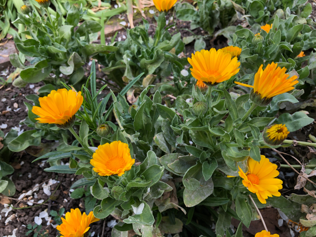 A cluster of bright yellow calendula flowers
