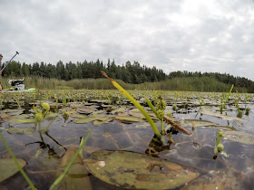 Kaitapalpakko maastossa, hedelmät veden pinnalla. 