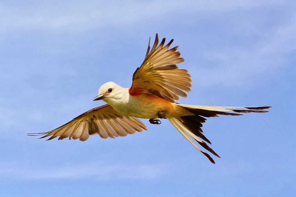 Tips for Setting Exposure for Shooting Birds in Flight