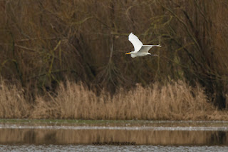 Naturfotografie Wildlifefotografie Lippeaue Olaf Kerber