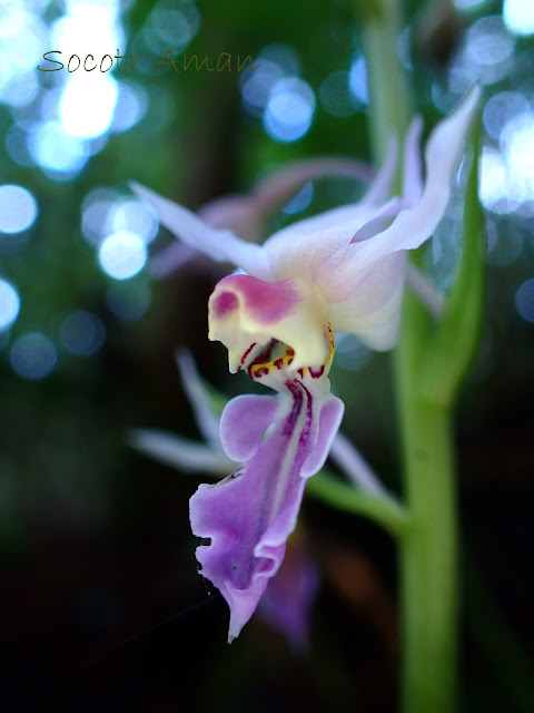 Calanthe puberula