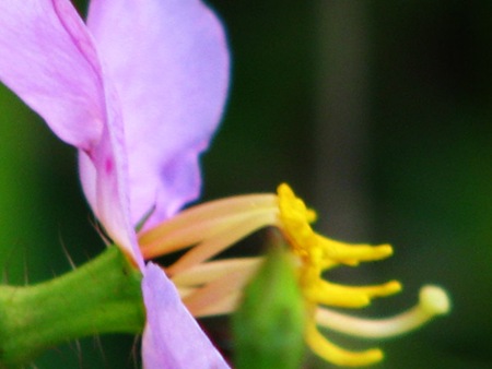 closepurple