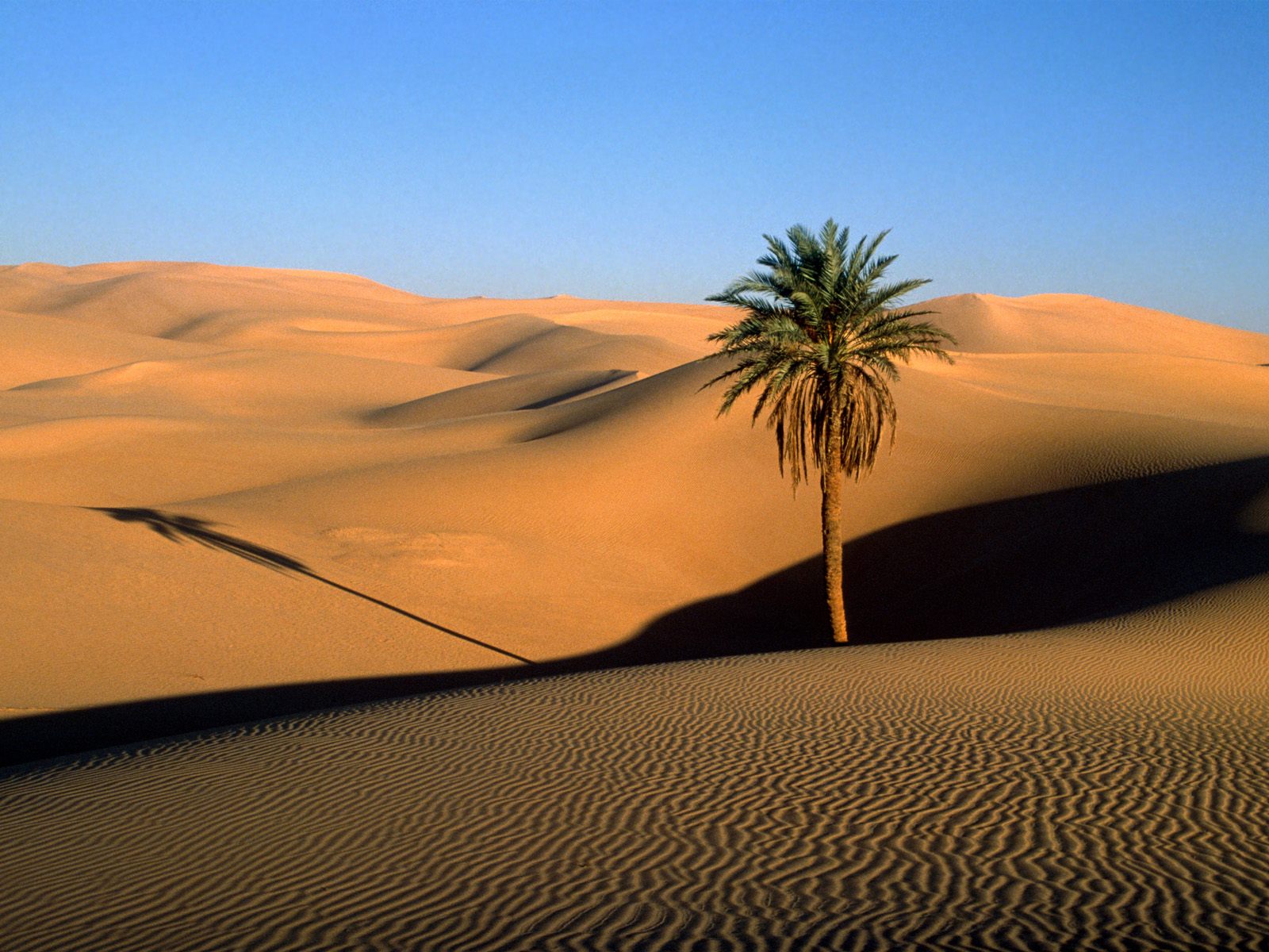 ALOOH: Desert