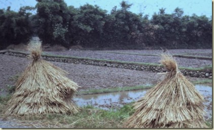rice-4