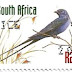 1999 - África do Sul - Andorinha azul