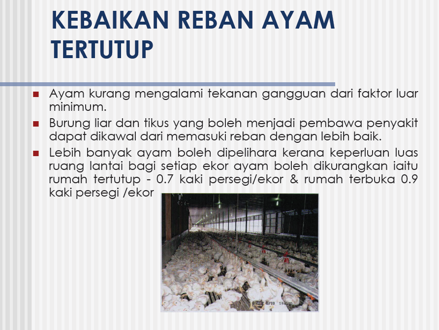 Ayam: Reban Ayam Daging Terbuka