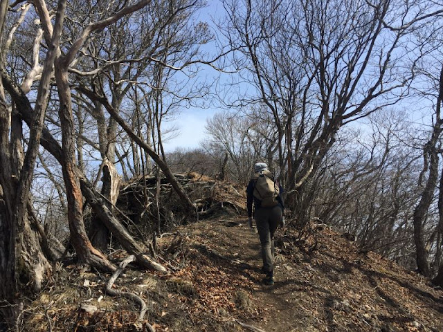 笹子雁ヶ腹摺山の尾根道