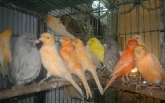 Tips Merawat Burung Kenari Muda Agar Cepat Gacor ~ Gembala 