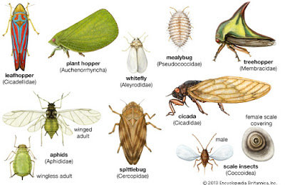 Kunci Determinasi Identifikasi Ordo Serangga Insecta  