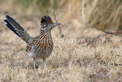 A road runner at Big Bend National Park, Texas.  Photo by Glennon Simmons