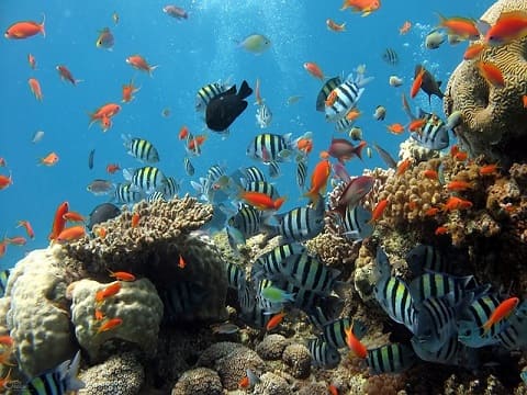 The  most popular aquarium fish