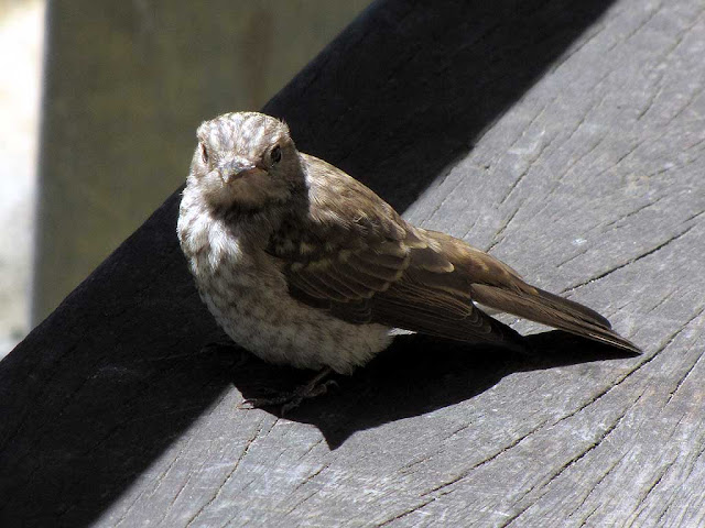 Little bird on a bench, Livorno