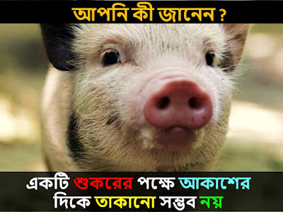 Some Interesting Fact || 10 interesting Fact || 10 Amazing Fact