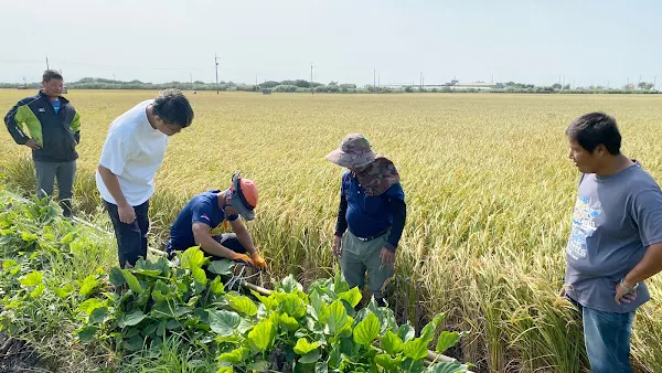 香田國小上空出現黑翅鳶 校園搭棲架迎嬌客