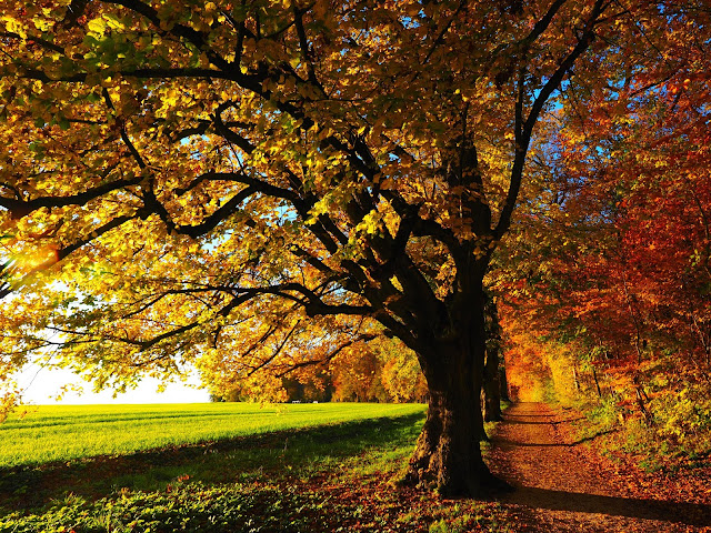 The spring tree leaves symbolizing love.