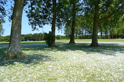 rutland water scenery tree