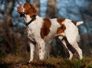 Brittany dog-dogs-pets-dog breeds