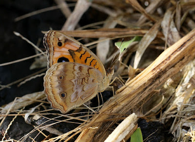 Mariposa pavo real (Junonia genoveva)