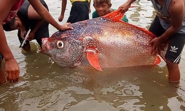 A deep-sea giant colorful Opah fish was caught by a fishermen in Barangay Sta. Monica in Tubabao Island, Oras town in Eastern Samar province, hours after a strong 6.6-magnitude earthquake rattled Masbate province and some parts of Eastern Visayas at about 8:03 a.m. on Tuesday.