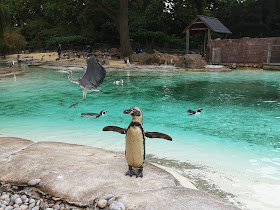 Penguin at London Zoo