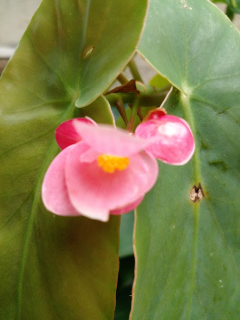 FLOR DE BEGÔNIA COCCINEA