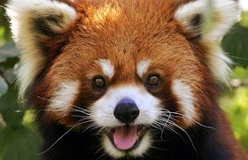 40 Adorable red panda pictures (40 pics), happy red panda