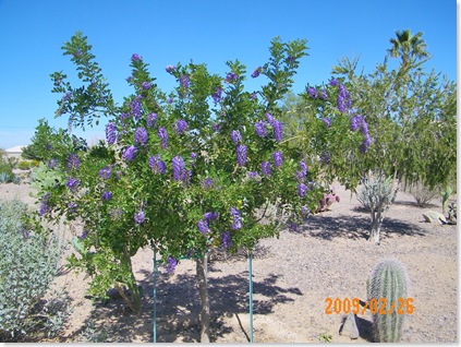 Texas Mountain Laurel tree