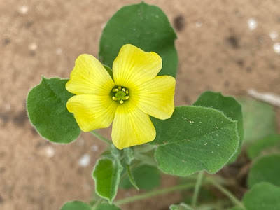 Кислица дихондролистная (Oxalis dichondrifolia)