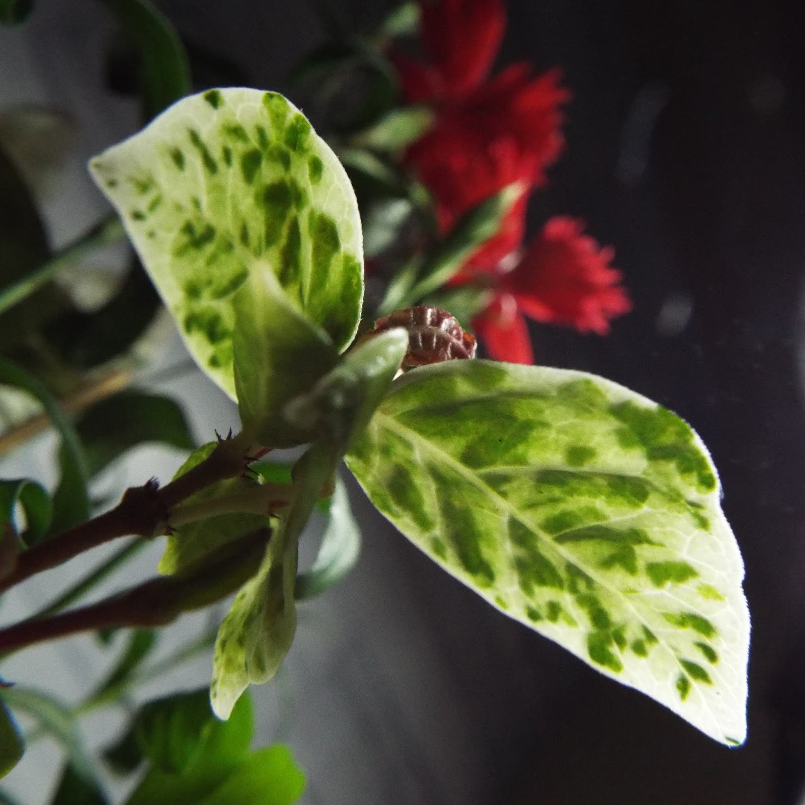 風薫盆栽の部屋 鉢植 ハツユキカズラってご存知でしたか 不思議な植物です