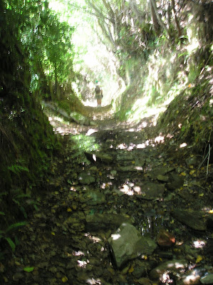 Bosque de abedules, Villanueva de Oscos