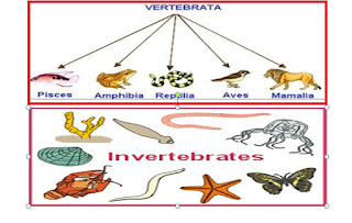 Klasifikasi Hewan  Vertebrata dan Invertebrata  Terlengkap 
