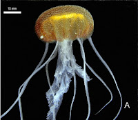 http://sciencythoughts.blogspot.co.uk/2014/06/a-new-species-of-jellyfish-from-north.html