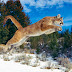 Puma jumping off the cliff wallpaper