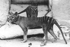 Los últimos tigres de Tasmania