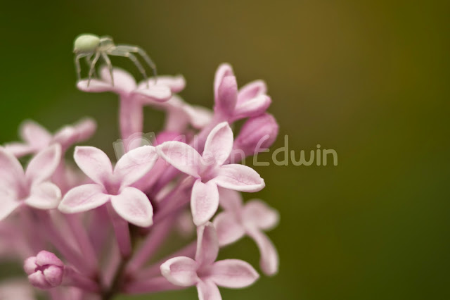 Macro photograph of a spider on lilac flowers