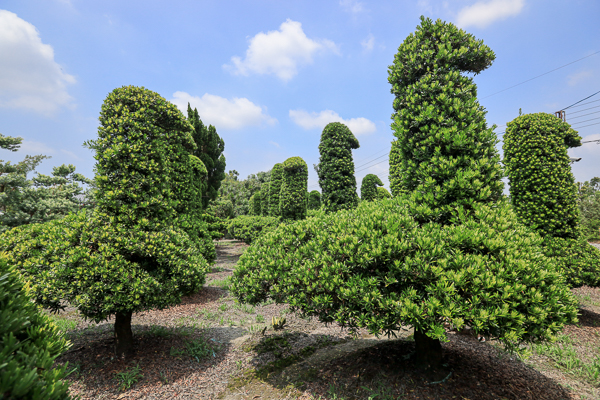 彰化田尾巨大鵝群造型羅漢松園，育盛種苗園可愛的像童話世界