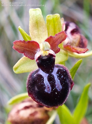 https://www.biodiversidadvirtual.org/herbarium/Ophrys-passionis-Sennen-img503239.html