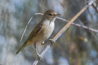 carricero-comun-acrocephalus-scirpaceus-posado-