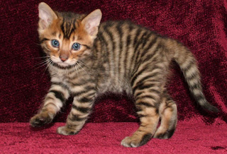 Toyger Wallpapers