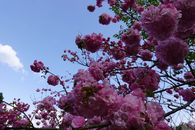 鳥取県西伯郡伯耆町小林 マウンテンストリームきしもと ヤエザクラ（八重桜）