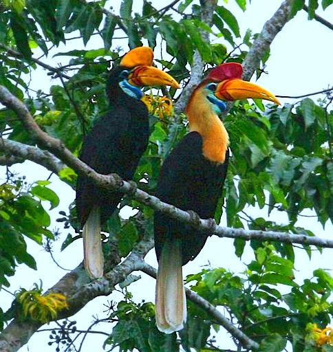  Gambar  Mengenai Burung Rangkong Indonesia Habitat Sulawesi 