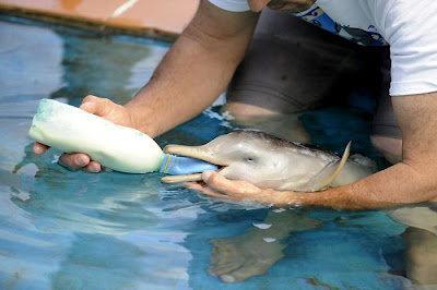 10-Day Old Baby Dolphin Rescued In Uruguay Seen On  www.coolpicturegallery.us