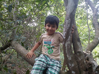 Ishaan on cashew tree