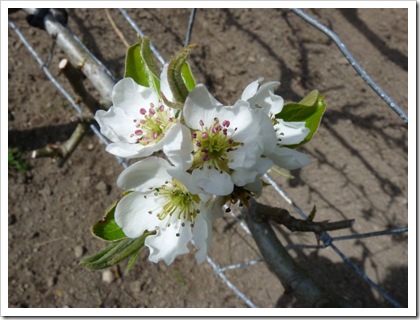 pear blossom