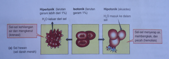  Sel  Hewan  Akan  Mengalami  Hemolisis Jika  Berada Pada Lingkungan